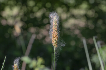 Gräser mit Pollen