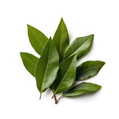 Obraz premium bay leaves isolated on white