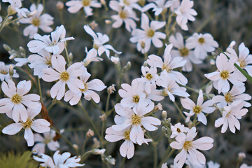 Spring flowers, They can often be seen on meadows, roadsides and pastures. Up close