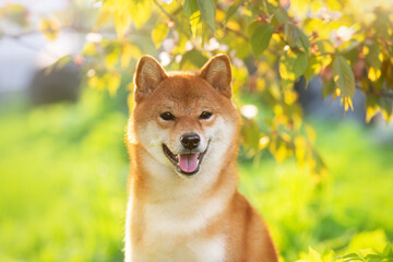 Portrait of beautiful red shiba inu dog on cherry blossom's and green grass background. Japanese shiba dog and sakura