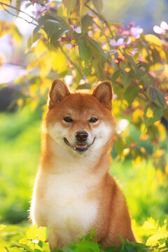 Portrait of beautiful red shiba inu dog on cherry blossom's and green grass background. Japanese shiba dog and sakura