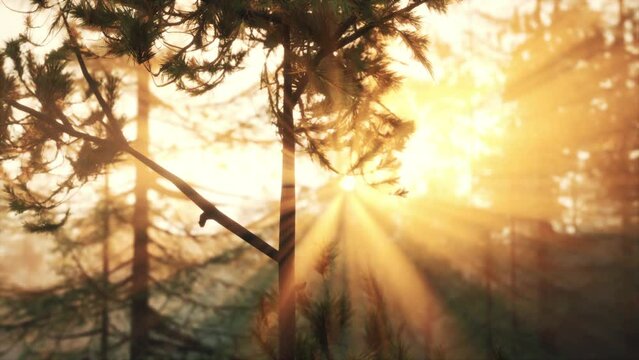 Sunbeams streaming through the pine trees