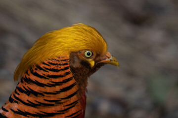 Close up of Golden pheasant (Phasianus colchicus) Colorful background.