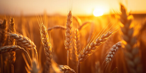 Wheat field. Ears of golden wheat close up. Beautiful nature sunset landscape. - obrazy, fototapety, plakaty