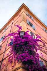 Fototapeta na wymiar building with purple climbing flowers