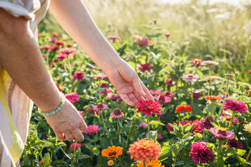 Female hand touching zinnia flowers. Woman florist admiring the flower garden in summer