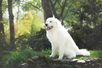 Portrait of big and beautiful white maremma dog sitting in the autumn forest