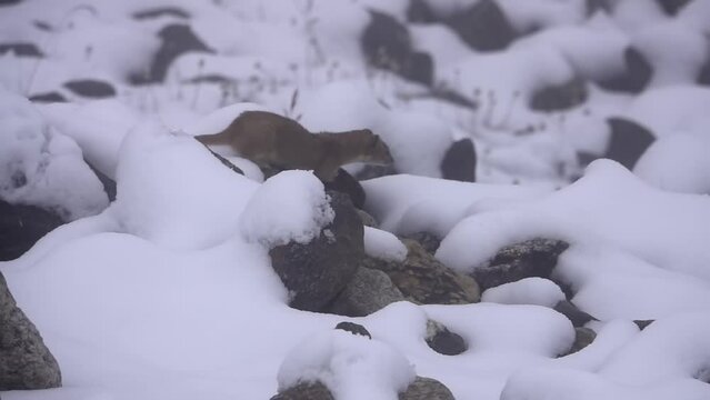 mountain weasel (Mustela altaica) in snow searching for food
Slow motion shot from Nepal September, 2023
