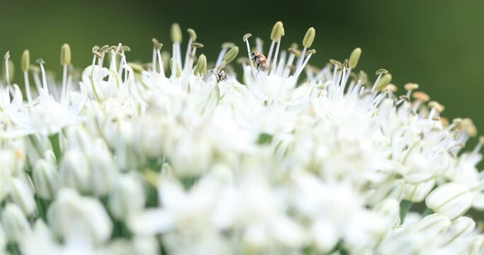 Beetles ( Anthrenus verbasci ) on the white blossoms of chives, their tiny bodies contrasting against the delicate petals. 