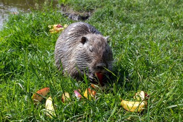 The nutria is eating an apple