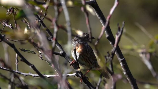 alpine accentor songbird (Prunella collaris) between branches close up
Close up slow motion From Nepal, 2023
