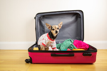 Dog in Luggage, pet sitting in the suitcase, transportation of animals