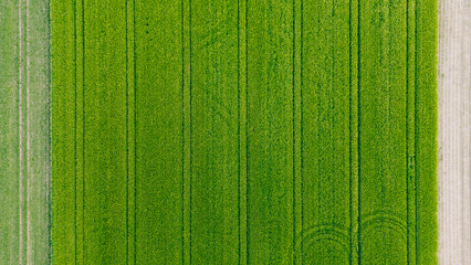 Wheat field top view, background texture. Agricultural field, young green wheat