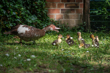 duck and ducklings