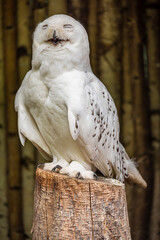 Snowy owl
