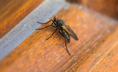 Detail of a fly standing on the ground
