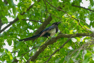 Eurasian Magpie (Pica pica) sitting on a tree branch in Zurich, Switzerland