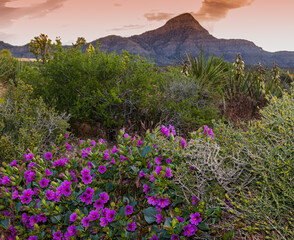 Purple Four O'clock Flowers and Turtle Head Peak at The White Rock Trailhead, Red Rock National Conservation Area, Las Vegas, Nevada, USA