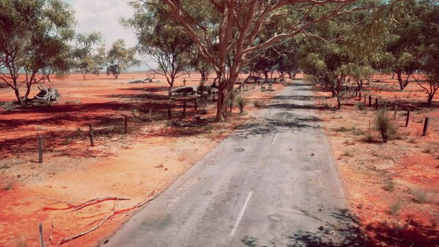 Eucalyptus forest plantation and empty highway in Brazil