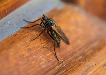 Detail of a fly standing on the ground