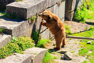 Bear in Bear Pit in Bern, Switzerland. Bear is a symbol of Bern city