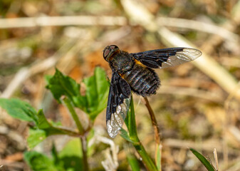 carpenter bee in the garden