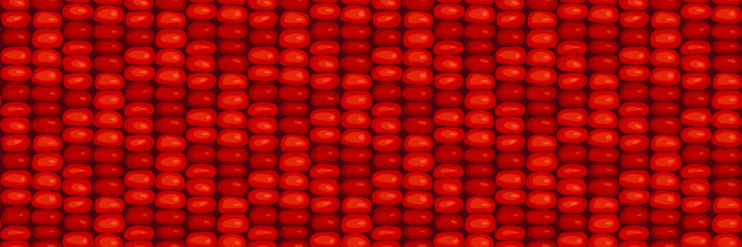 Flint corn kernels, seeds, grains, texture seamless pattern design. Fresh maize cob background, banner. Indian corn, ruby red corn