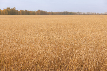 Gold ripe wheat field. Harvest time. Beautiful rural landscape. Rich harvest Concept
