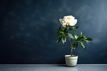 0466. Peony plant in front of dark wall. Generative AI