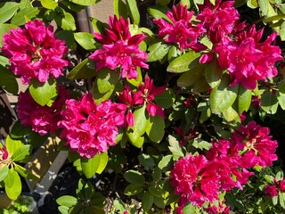 Red hibiscus in full frame