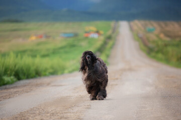 Afghan hound dog is running in the field in summer at sunset