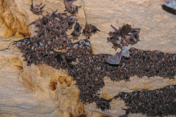 A large colony of bats resting during the day in the catacombs of eastern Crimea.