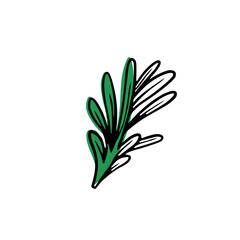 Fresh rosemary on white background