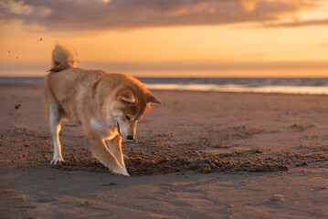 Red shiba inu dog is digging sand on the Baltic sea beach during the sunset