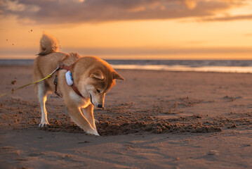 Red shiba inu dog is digging sand on the Baltic sea beach during the sunset