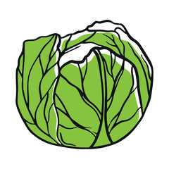 Green cabbage on white background