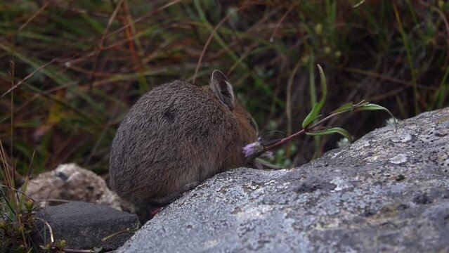  Himalayan pika (Ochotona himalayana) chewing on grass close up

Close up shot from Nepal, 2023

