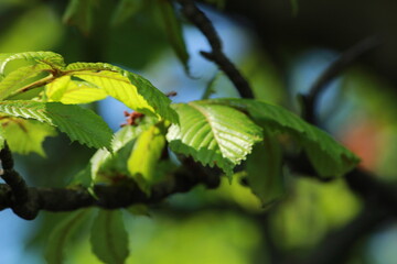 Photos of nature and wildlife I took in the picturesque landscape of Europe