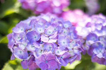 初夏6月の梅雨時にふわっと綺麗に咲くアジサイ