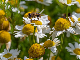 A Hover fly perched on white chamomile flowers on a summer day. White wildflowers. Pollination of...