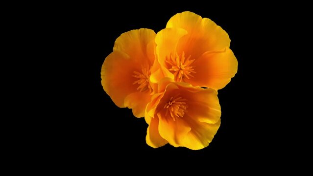 Eschscholzia californica Orange King openning in timelapse mode. 
Flowers of Eschscholzia bloom in time-lapse mode.