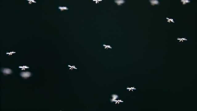 Mosquitoes and flies flying in midair, Macro shot 
close up in slow motion with black background, Nepal
