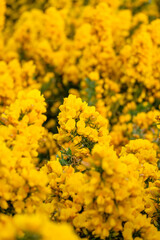 Yellow gorse flowers blooming in the Spring