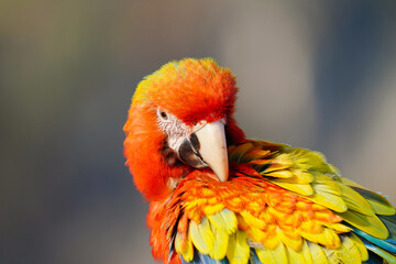 Camelot macaw feathered parrot.