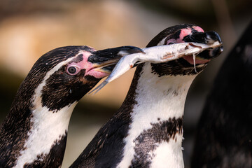 Humboldt Penguin - Spheniscus humboldti, medium sized penguin from South American ocean coasts,...