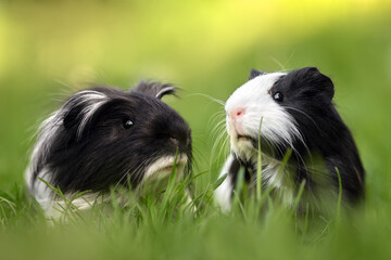 two adorable guinea pigs posing together on grass in summer