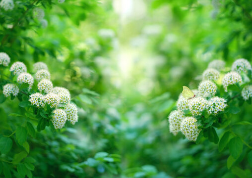 Abstract beautiful natural background with white flowers and green leaves of Spirea bush. floral artistic landscape view. flowering ornamental shrub Spiraea. spring summer season. template for design