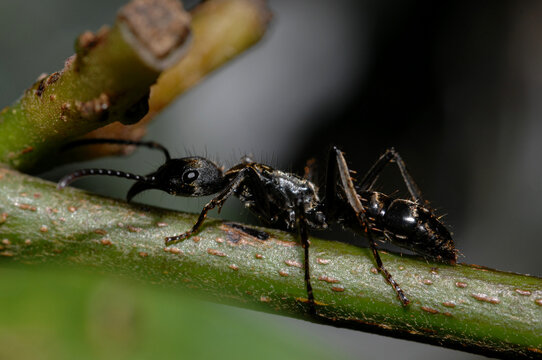 Formiga grande andando no caule da planta na floresta