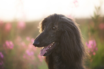 Portrait of young and beautiful afghan hound dog in the field at golden sunset