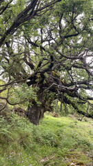 Obraz premium old oak trees on the island of lefkas